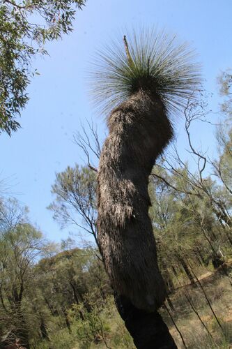 Image of Xanthorrhoea drummondii by (c) Em Lamond, some rights reserved (CC BY)