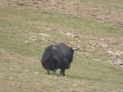 Bos mutus
