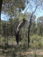 Xanthorrhoea drummondii