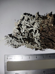 Stereocaulon paschale