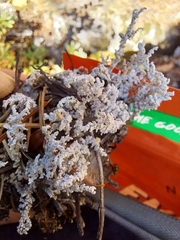 Stereocaulon paschale