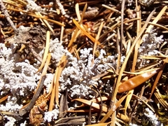 Stereocaulon paschale