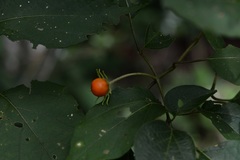 Lycianthes lenta