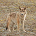 Tibetan Wolf - Photo (c) Zhuofei Lu, some rights reserved (CC BY-NC-SA), uploaded by Zhuofei Lu