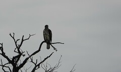Aquila spilogaster