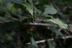 Physalis campechiana