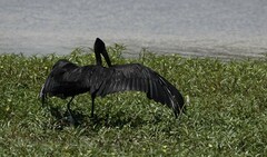 Anastomus lamelligerus