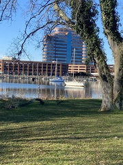 Corvus brachyrhynchos