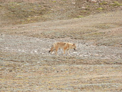 Canis lupus filchneri