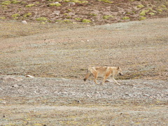 Canis lupus filchneri