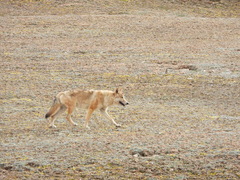 Canis lupus filchneri