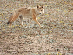 Canis lupus filchneri