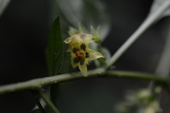 Physalis campechiana
