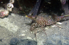 Rhynchocinetes serratus