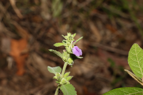 Anisomeles moschata (Anisomeles moschata)