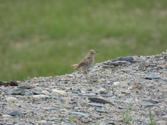 Calandrella acutirostris