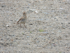 Calandrella acutirostris