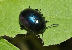 Leptinotarsa haldemani