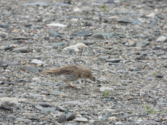 Calandrella acutirostris