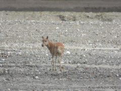 Pantholops hodgsonii
