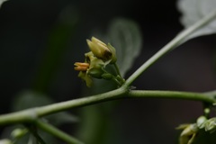 Physalis campechiana