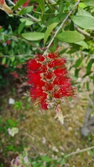 Melaleuca citrina