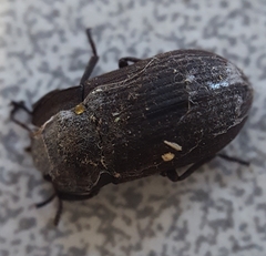 Tenebrionidae
