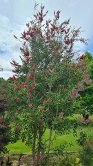 Melaleuca citrina