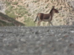 Equus kiang