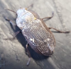 Tenebrionidae