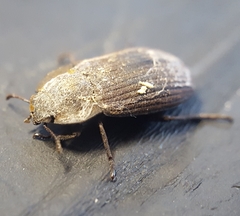 Tenebrionidae