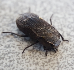 Tenebrionidae