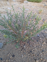 Anabasis setifera