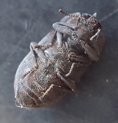 Tenebrionidae