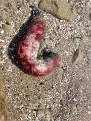 Athyonidium chilensis