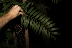 Ailanthus triphysa
