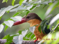 Pelargopsis capensis