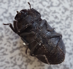 Tenebrionidae