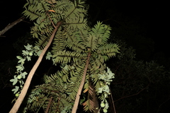 Ailanthus triphysa