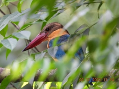 Pelargopsis capensis