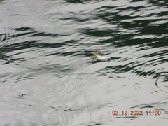 Pelargopsis capensis