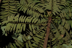 Ailanthus triphysa