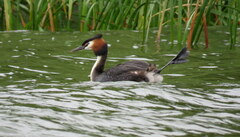 Podiceps cristatus australis