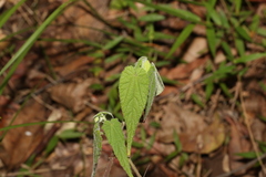 Abutilon oxycarpum