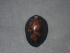 Monetaria caputserpentis