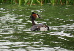 Podiceps cristatus australis
