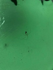 Crossopriza