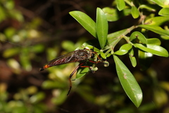 Colepia rufiventris