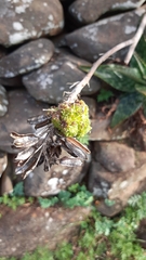 Aceria aloinis
