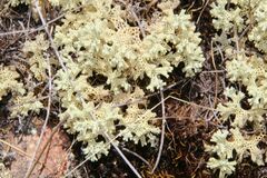 Pulchrocladia retipora